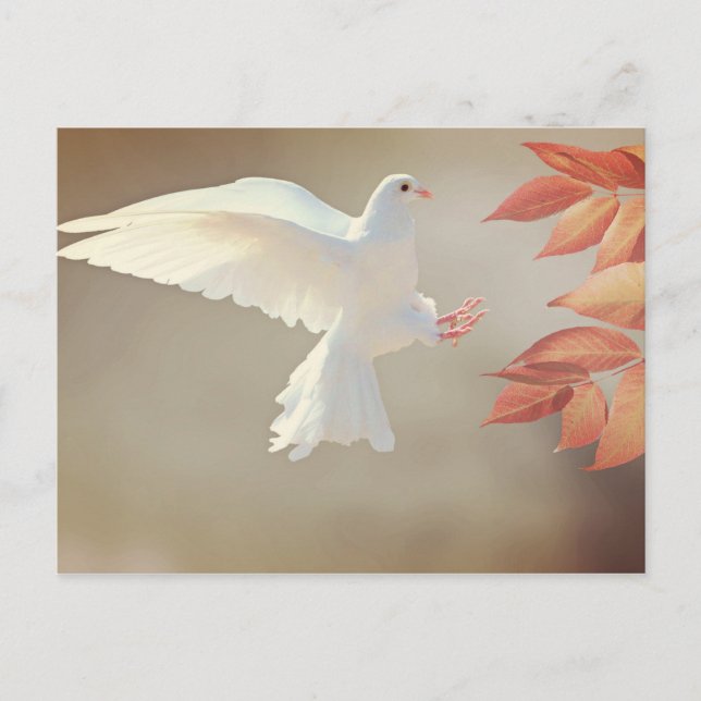 Dove Christian inspirational religious sympathy Postkarte (Vorderseite)