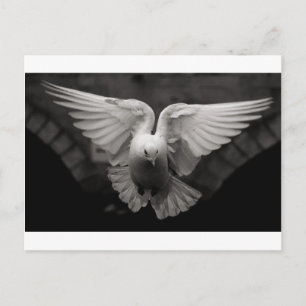 Dove Postkarte