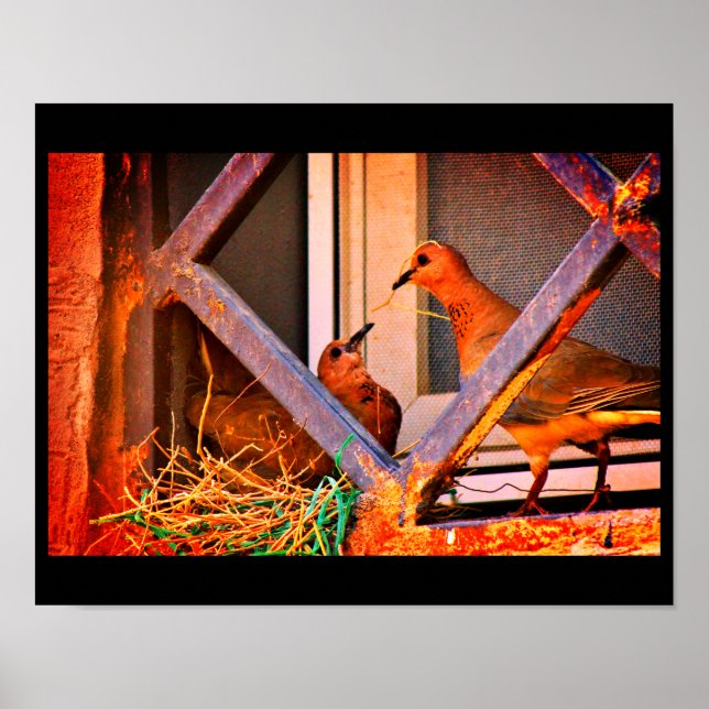 Dove Romance Poster (Vorne)