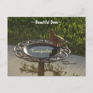 Dove Vogel Birdbath Ruhe Spiegeland Postcard Postkarte