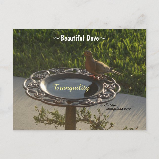Dove Vogel Birdbath Ruhe Spiegeland Postcard Postkarte (Vorderseite)