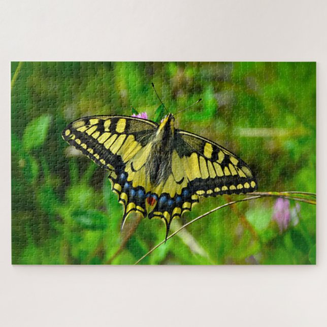 Dovetail Papilio Machaon Butterfly. Puzzle (Horizontal)