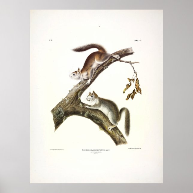 Downes Eichhörnchen, American Red Squirrel, von Au Poster (Vorne)