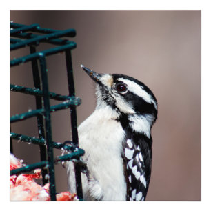 Downy Woodpecker am Feeder Square Foto