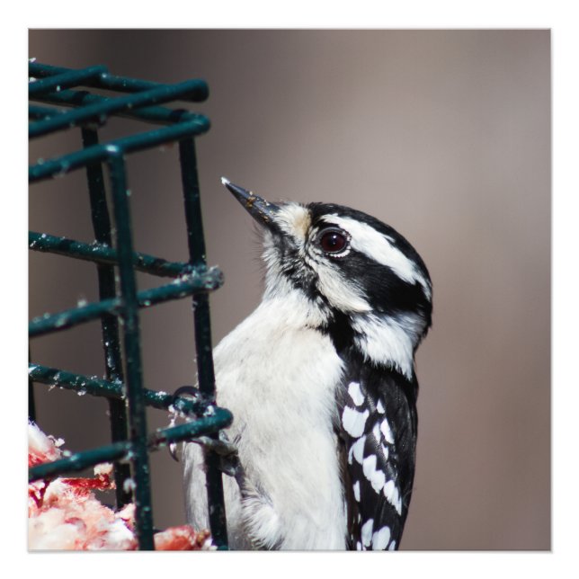 Downy Woodpecker am Feeder Square Foto (Vorne)