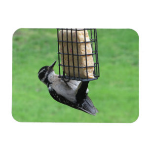 Downy Woodpecker auf Feeder Magnet