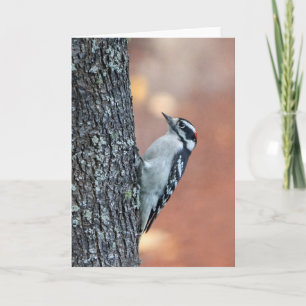 Downy Woodpecker Blank Note Card Karte