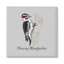 Downy Woodpecker Illustration