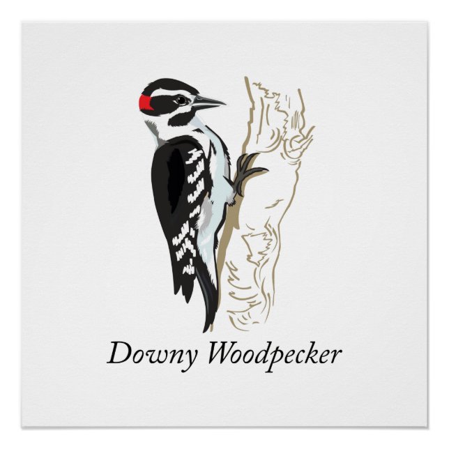 Downy Woodpecker Illustration Poster (Vorderseite)