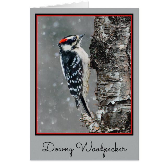 Downy Woodpecker in Snow - Original Foto (Vorne)