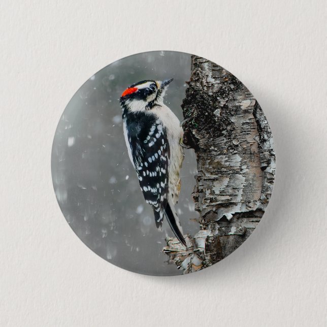 Downy Woodpecker in Snow - Original Foto Button (Vorderseite)