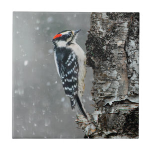 Downy Woodpecker in Snow - Original Foto Fliese
