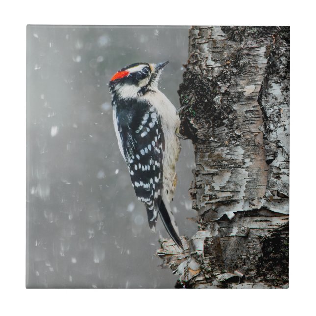 Downy Woodpecker in Snow - Original Foto Fliese (Vorderseite)