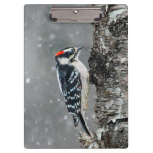Downy Woodpecker in Snow - Original Foto Klemmbrett