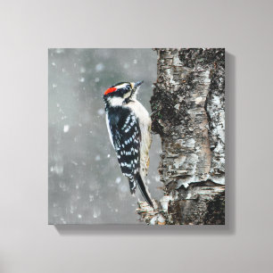 Downy Woodpecker in Snow - Original Foto Leinwanddruck