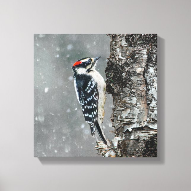 Downy Woodpecker in Snow - Original Foto Leinwanddruck (Vorderseite)