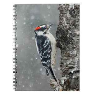 Downy Woodpecker in Snow - Original Foto Notizblock