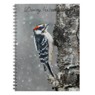 Downy Woodpecker in Snow - Original Foto Notizblock