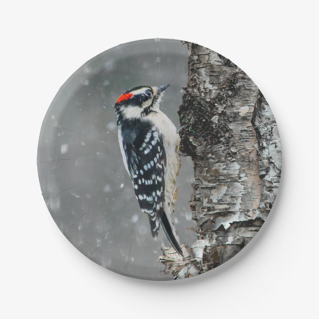 Downy Woodpecker in Snow - Original Foto Pappteller (Vorderseite)
