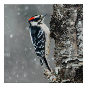 Downy Woodpecker in Snow - Original Foto Poster