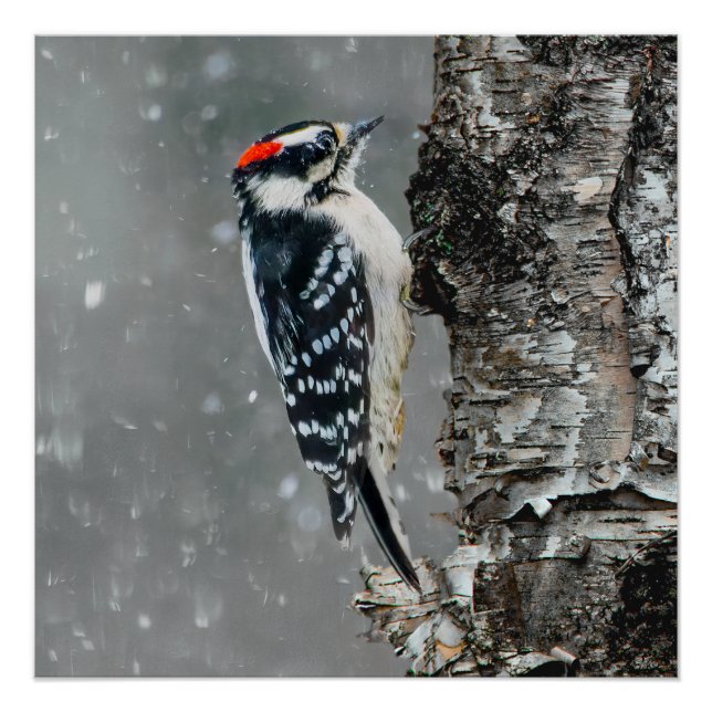 Downy Woodpecker in Snow - Original Foto Poster (Vorderseite)