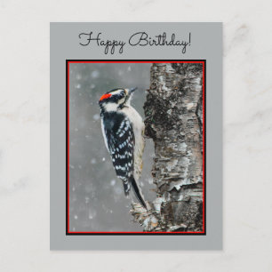 Downy Woodpecker in Snow - Original Foto Postkarte