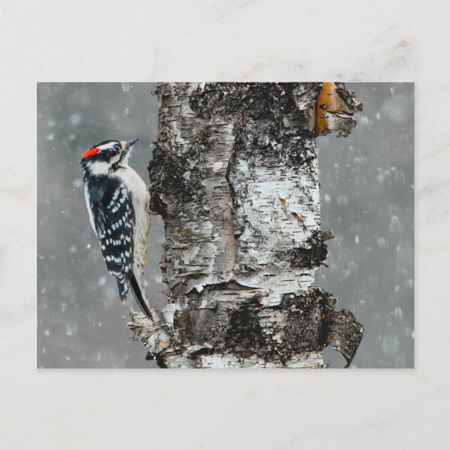 Downy Woodpecker in Snow - Original Foto Postkarte (Vorderseite)