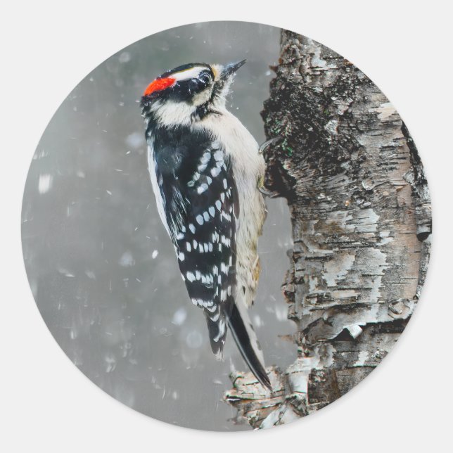 Downy Woodpecker in Snow - Original Foto Runder Aufkleber (Vorderseite)
