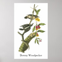 Downy Woodpecker - John Audubon