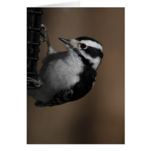 Downy Woodpecker-Karte
