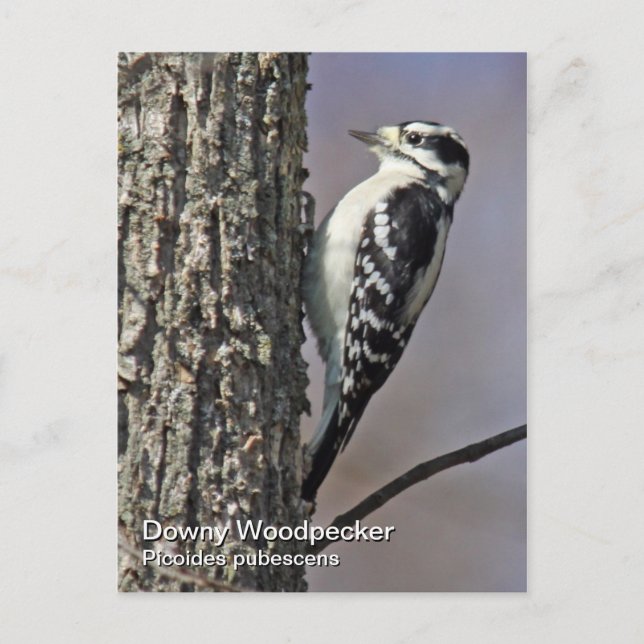 Downy Woodpecker Postcard Postkarte (Vorderseite)