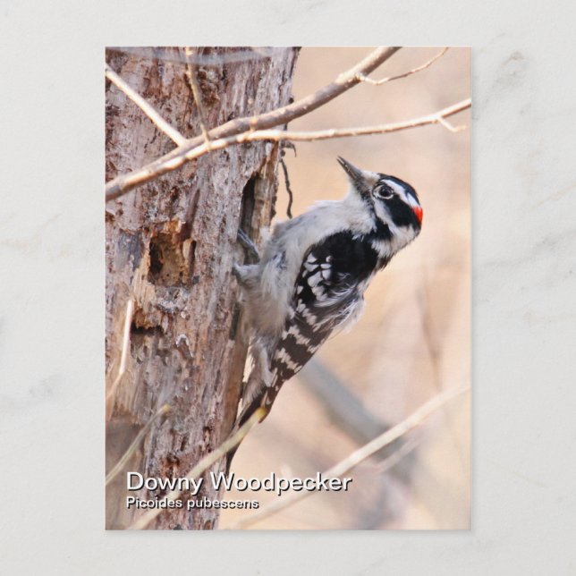Downy Woodpecker Postcard Postkarte (Vorderseite)