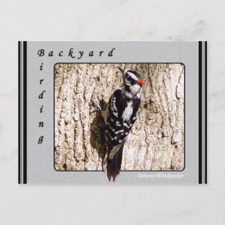Downy Woodpecker Postcard Postkarte