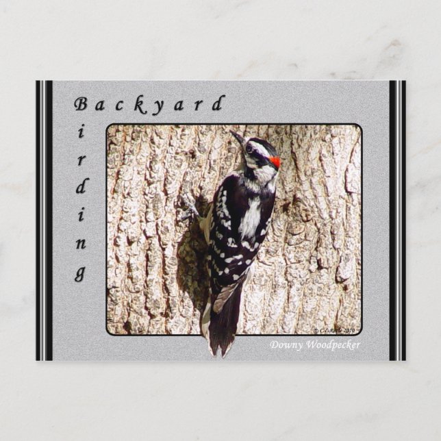 Downy Woodpecker Postcard Postkarte (Vorderseite)