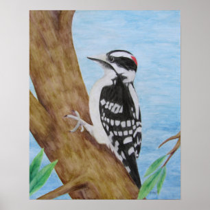 Downy Woodpecker Poster