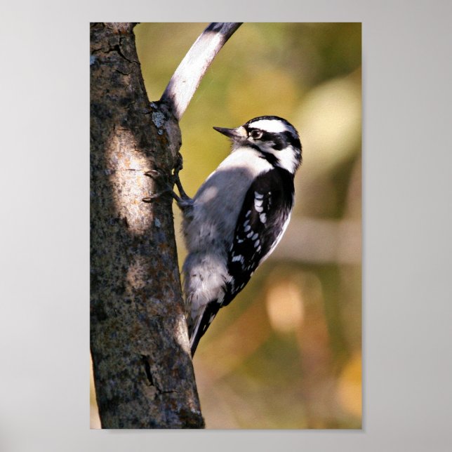 Downy Woodpecker Poster (Vorne)