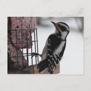 Downy Woodpecker Postkarte