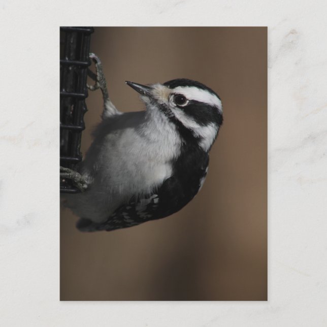 Downy Woodpecker Postkarte (Vorderseite)
