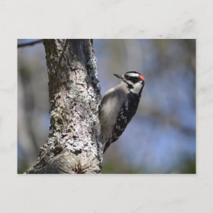 Downy Woodpecker Postkarte