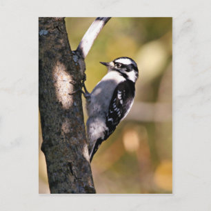 Downy Woodpecker Postkarte