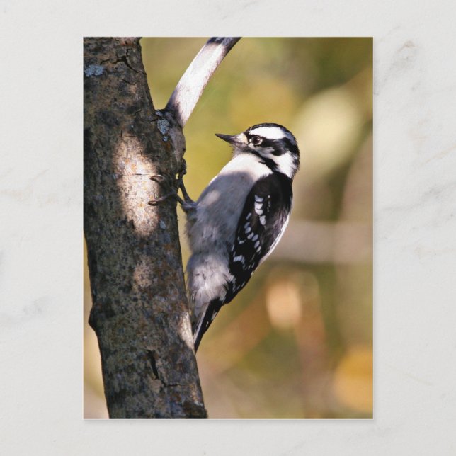 Downy Woodpecker Postkarte (Vorderseite)