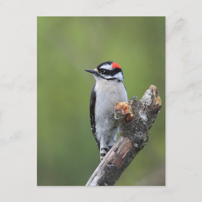 Downy Woodpecker Postkarte (Vorderseite)