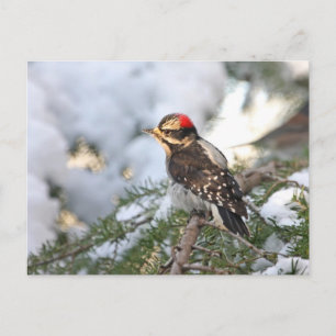 Downy Woodpecker Postkarte
