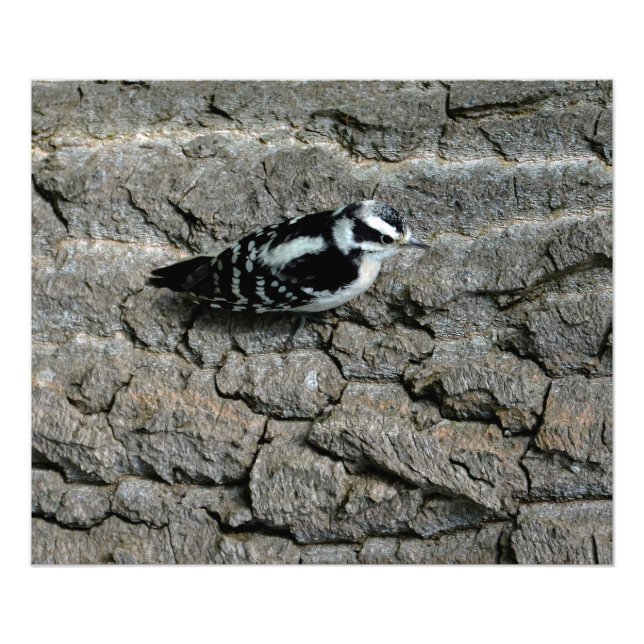 Downy Woodpecker Print Fotodruck (Vorne)