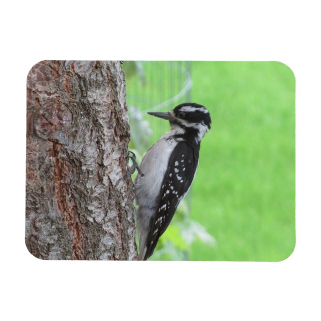 Downy Woodpecker Profile Magnet (Horizontal)