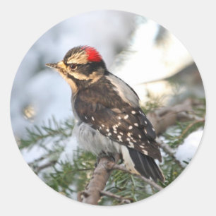 Downy Woodpecker Runder Aufkleber