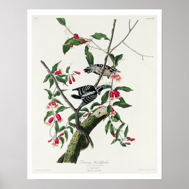 Downy Woodpecker von Audubon Poster (Vorne)