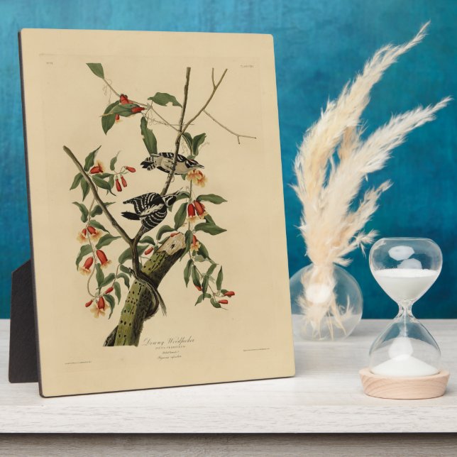 Downy Woodpecker - von Audubons Vögeln Amerikas Fotoplatte (Seite)