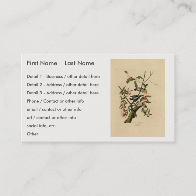 Downy Woodpecker - von Audubons Vögeln Amerikas Visitenkarte (Vorderseite)