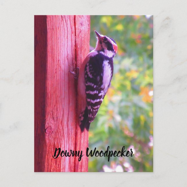 Downy Woodpecker Young Male Bird Kanada Postkarte (Vorderseite)